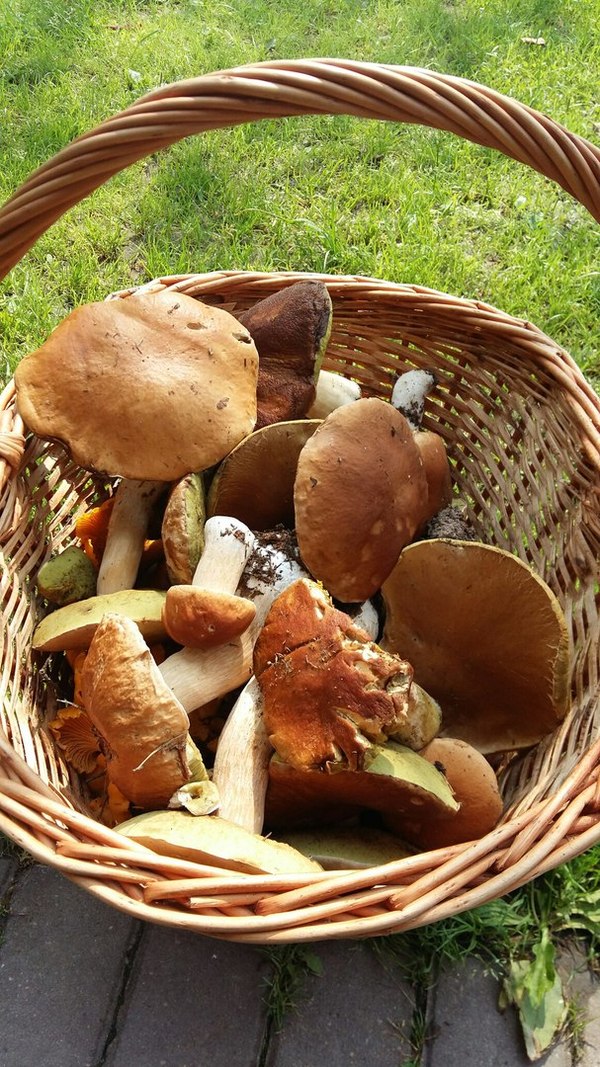 Mushrooms! - My, Mushrooms, Porcini, Nature, Silent hunt, Russia