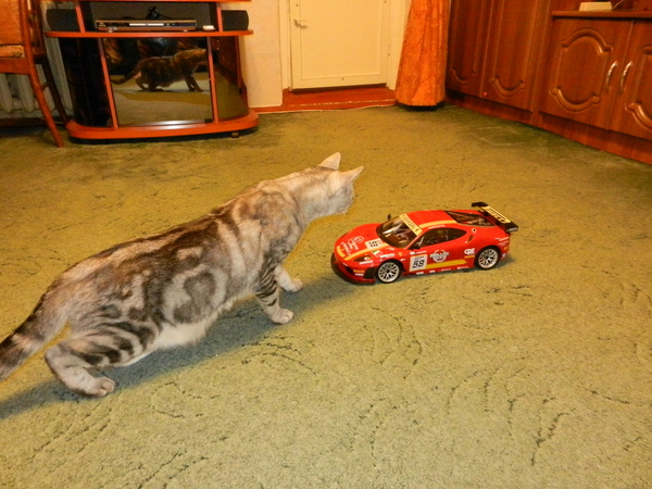 cat phantom - My, cat, Radio controlled car, Car, Phantom, Acquaintance, The fright, Horror, Radio-controlled car