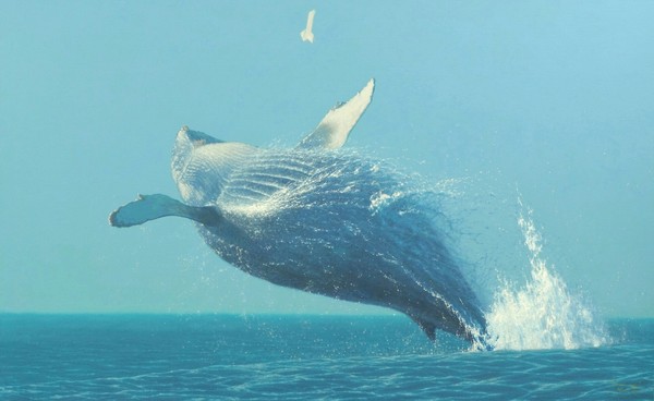 Whooooooooooooooooooooooooooooooooooow - Whale, Blue