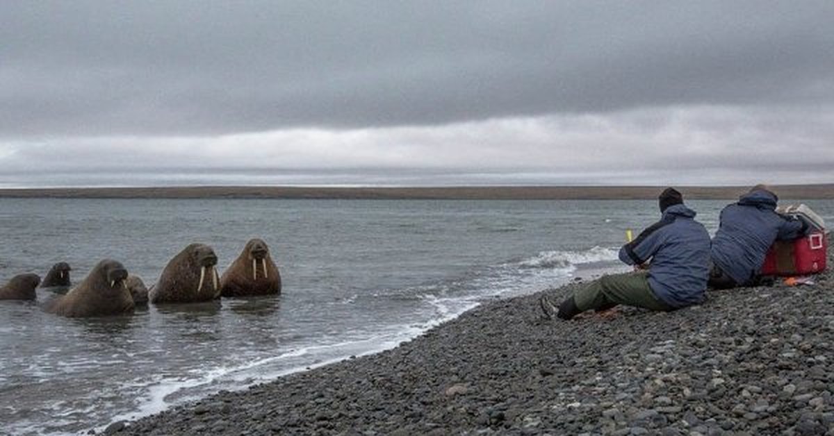 Картинки моря лаптевых