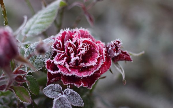 First frosts. - Flowers, the Rose, Winter, Frost, Longpost