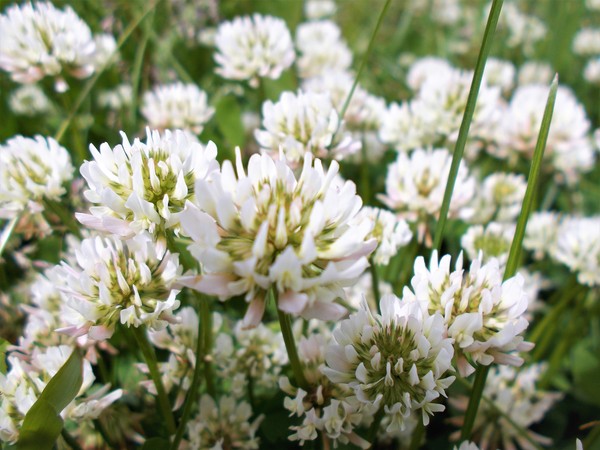 Белый клевер