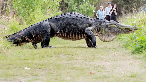 In the US, a tourist filmed a giant alligator - USA, Country, news, Big, Alligator, Туристы, Video