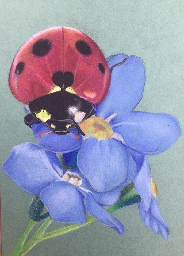 ladybug - My, ladybug, Pastel pencils, Drawing