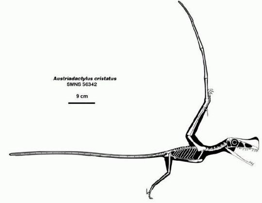 Air conquest. - My, Paleontology, Pterosaurs, Triassic period, Flight, Evolution, Longpost