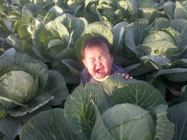 Everyone was found, but I was forgotten. - Photo, Yakutia, Children, Resentment, Tears, Cabbage, Drama