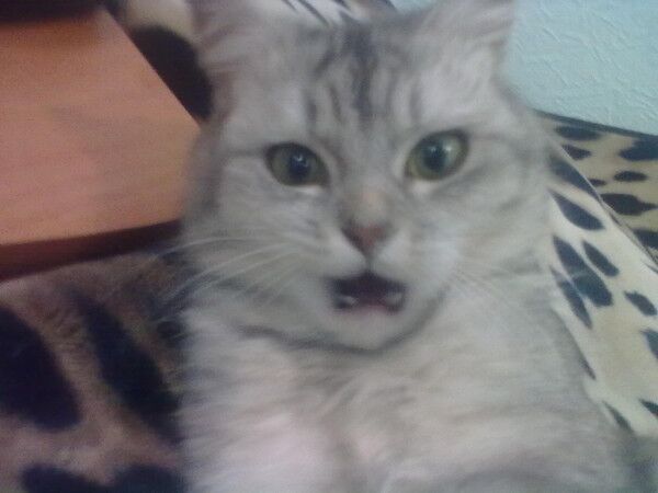 ��������� ����, ����� ����� ��� ������)