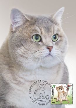 The Ministry of Communications of the Republic of Belarus issued stamps with cats. - cat, Ministry of Communications, Trend, Longpost, Belarus