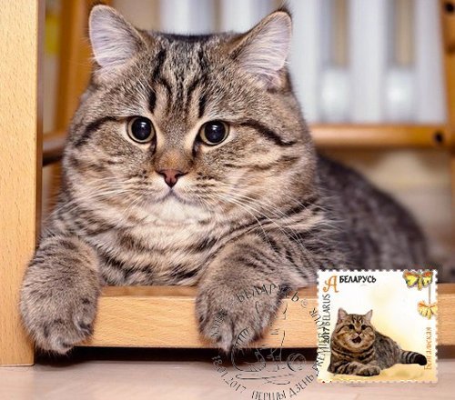 The Ministry of Communications of the Republic of Belarus issued stamps with cats. - cat, Ministry of Communications, Trend, Longpost, Belarus