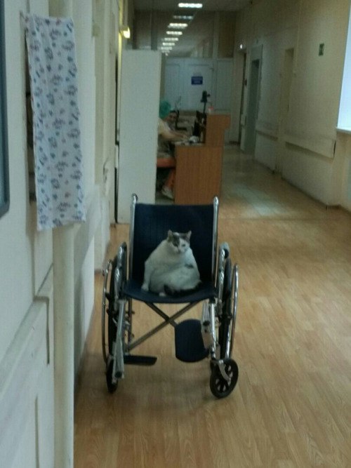 Warms up the patient area - cat, Hospital