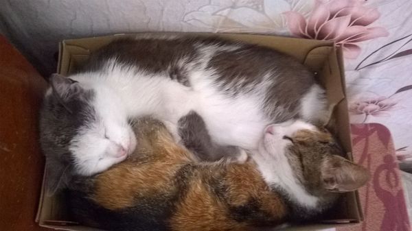 Liza with Dusya :) - My, Kittens, Dusya, cat