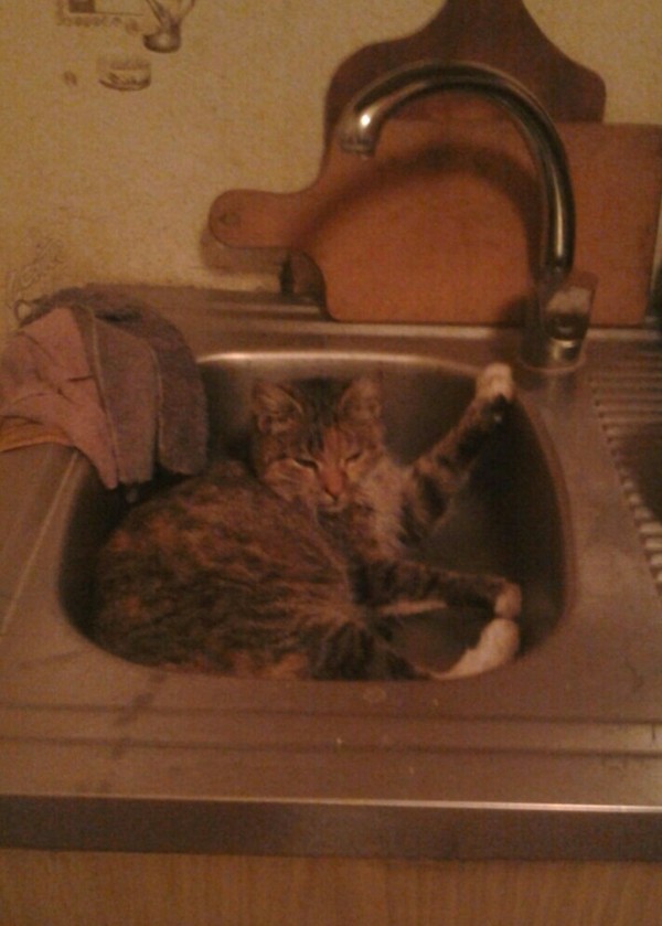 I don't need your boxes. - My, cat, Sink, Animals