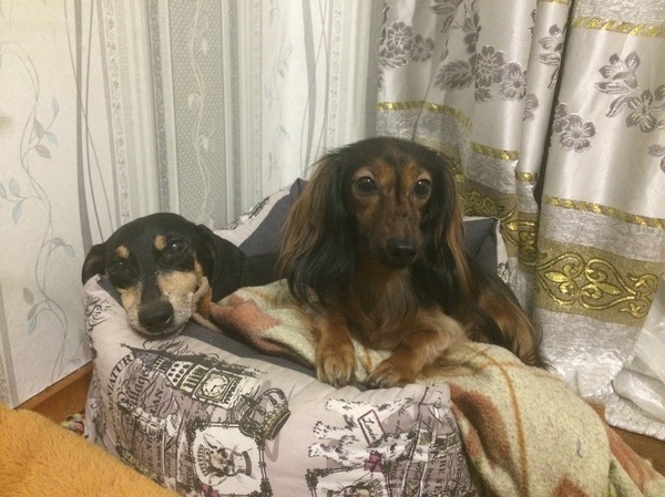 Пикабушники Питера - помогите советом!