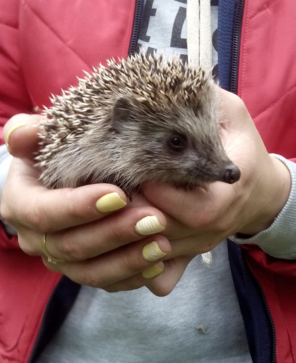 Hedgehog - My, Forest, Longpost, Hedgehog, Meeting