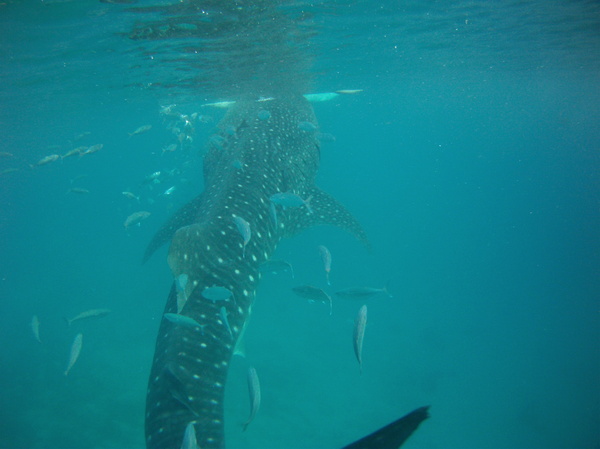 Philippines. - My, Shark, Whale shark, Philippines, Vacation, Longpost