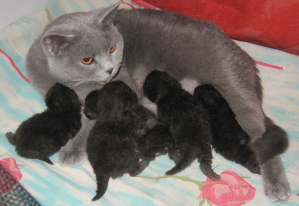 All in the father. - Catomafia, Photo, Cats and kittens, cat