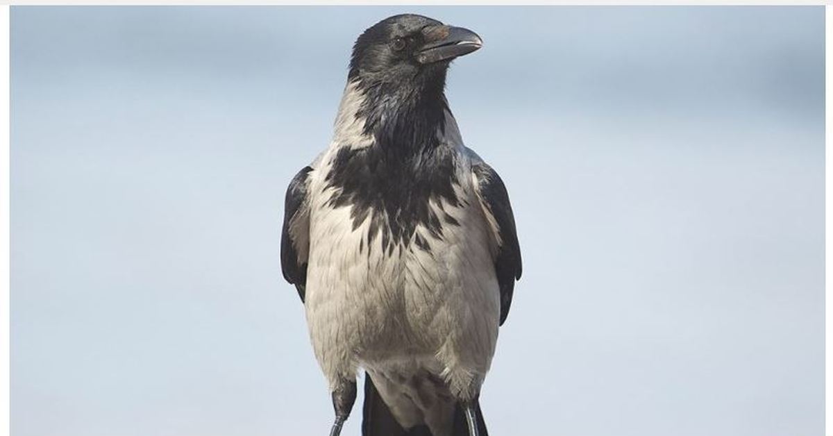 Russian crow. Бангайская ворона. Тело ворона. Русская ворона. Тело вороны.