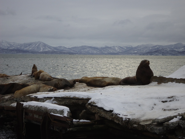 Sea lions - Kamchatka, Rookery, Sea lions, Longpost