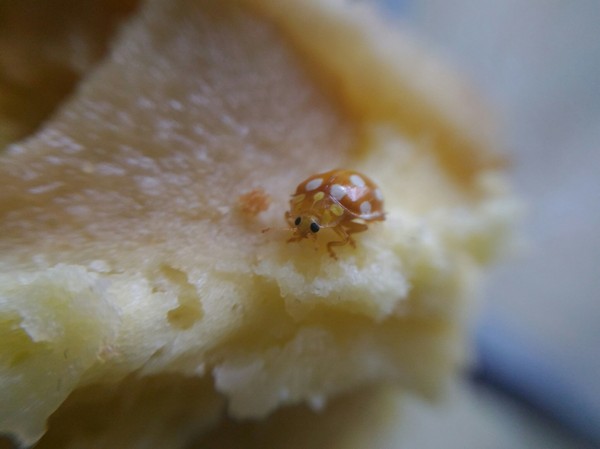 Freeloader - My, Insects, Муха, Food, Pie, ladybug