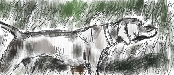 The first drawing on the tablet. hunting dogs) - My, Drawing, Art, Dog, Drawing on a tablet