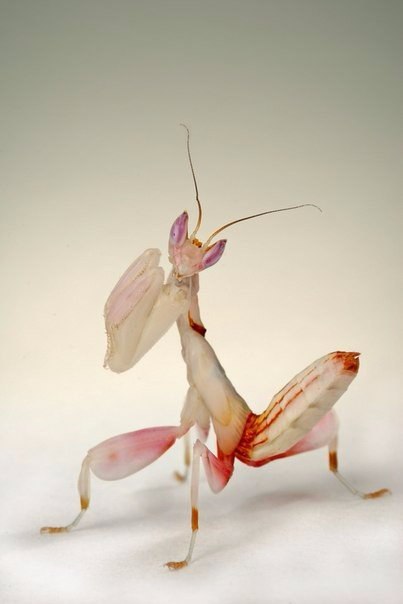 Orchid mantis - Orchid mantis, Insects, Longpost