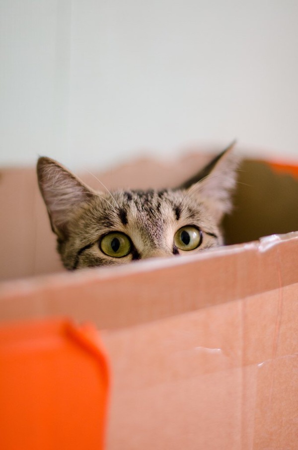 Котэ-дуратэ Кот, Засада, Длиннопост