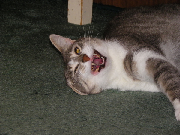 Do not snooze! - My, Yawn, , cat, Wakefulness, To fall, Teeth, Fluffy, Longpost