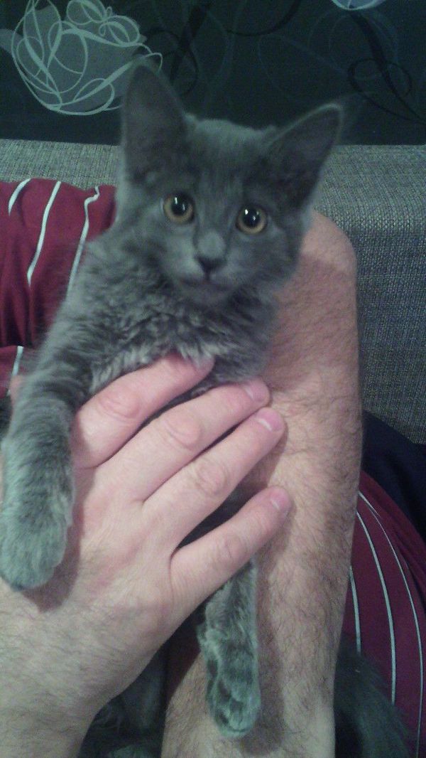 Kitten in good hands. - cat, I will give, In good hands, Longpost