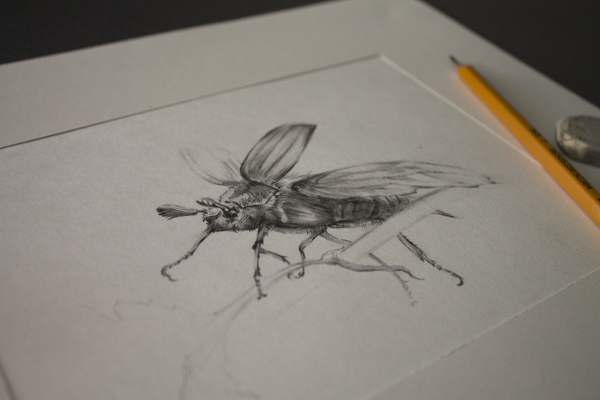 Bugs from a pencil - My, Drawing, Pencil, Жуки, Insects, Longpost