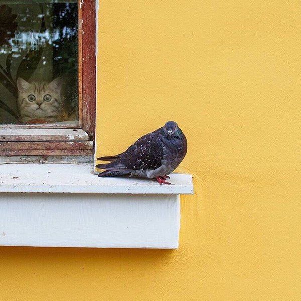 Where is he? - Humor, Photo, cat, Pigeon, Apartment, Window, Windowsill, The street