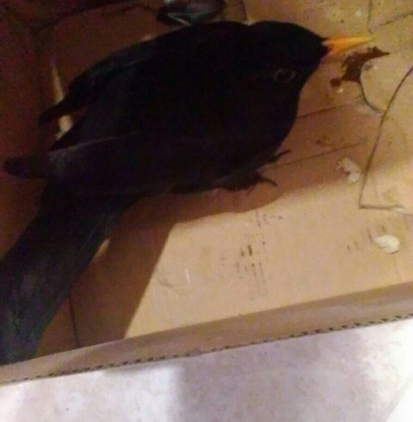 Орнитологи помогите.