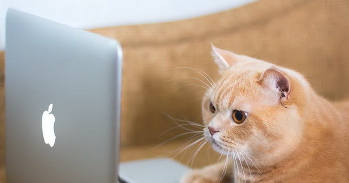 Смотрят кошки на экране. Кот за ноутбуком. Котик с ноутбуком. Котик за компьютером. Рыжий кот за компьютером.