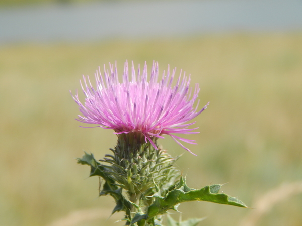 ���� ������� ����� ���� ��������.