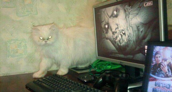 When a cat is scarier than a game - cat, Games