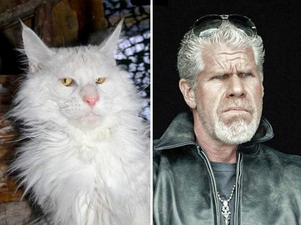 Owner's cats look just like him... - cat, Maine Coon, Sight, Ron Perlman, Actors and actresses