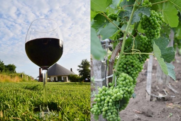 Winemaking and wine tourism in the Krasnodar Territory - Wine, Tourism, Краснодарский Край, Kuban, Black Sea, Longpost