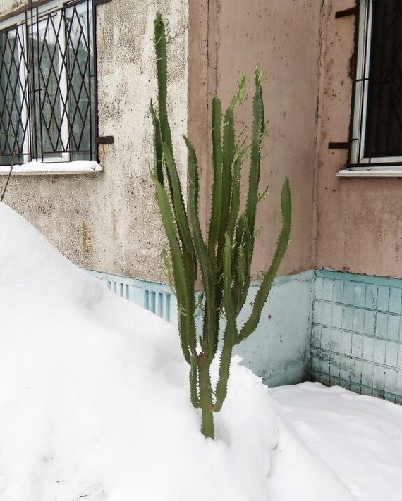 When you don't want to throw out the Christmas tree after the new year. - Barnaul, Repost, New Year, 