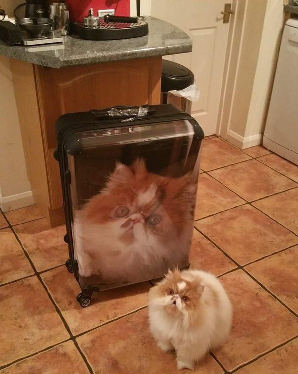 Do you think this is funny? Moron! - cat, Shock, Suitcase