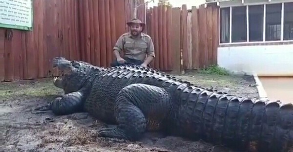 giant crocodile - Crocodile, Giants, Reptiles, Photo, Person, Crocodiles