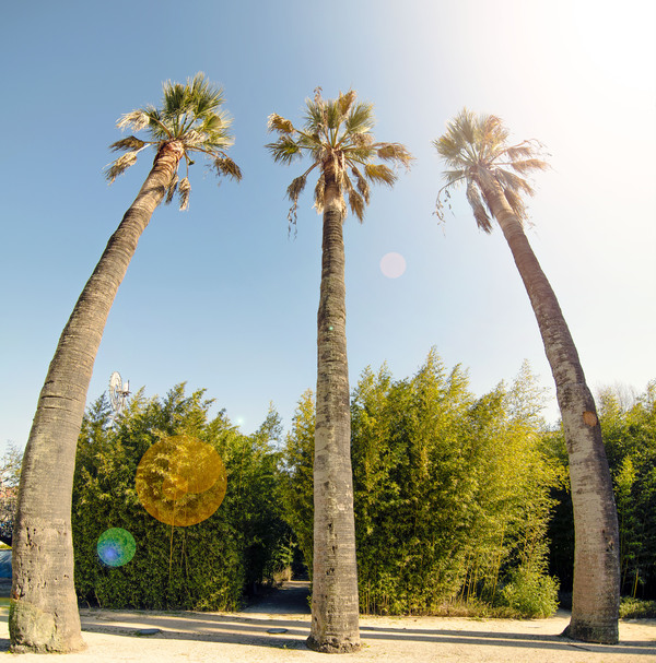 Big trees ) , , , , 