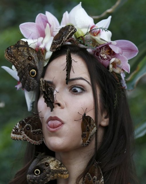 Hothouse butterflies in the gardens of the Wisley - Butterfly, Girls, Longpost, Greenhouse, , 