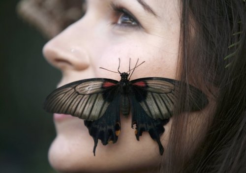 Hothouse butterflies in the gardens of the Wisley - Butterfly, Girls, Longpost, Greenhouse, , 