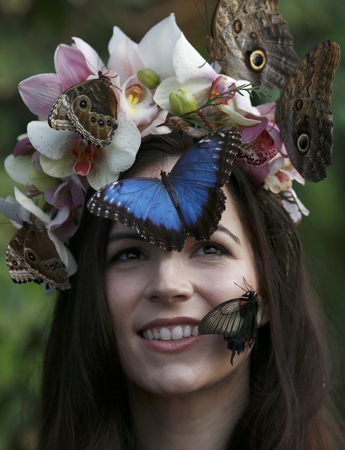 Hothouse butterflies in the gardens of the Wisley - Butterfly, Girls, Longpost, Greenhouse, , 