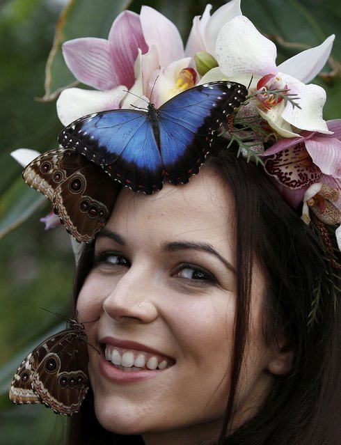 Hothouse butterflies in the gardens of the Wisley - Butterfly, Girls, Longpost, Greenhouse, , 