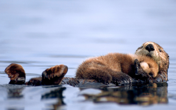 Кто такой otter животное. Смотреть фото Кто такой otter животное. Смотреть картинку Кто такой otter животное. Картинка про Кто такой otter животное. Фото Кто такой otter животное