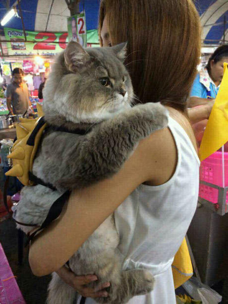 Carry me, my man! - cat, Thick, Milota, Fullness