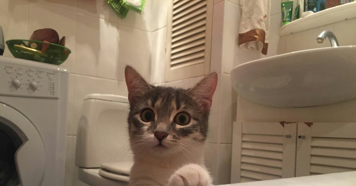 Видео кота в ванной. Кот в ванне. Смешные котики в ванной. Котейка в ванне. Злой кот в ванной.