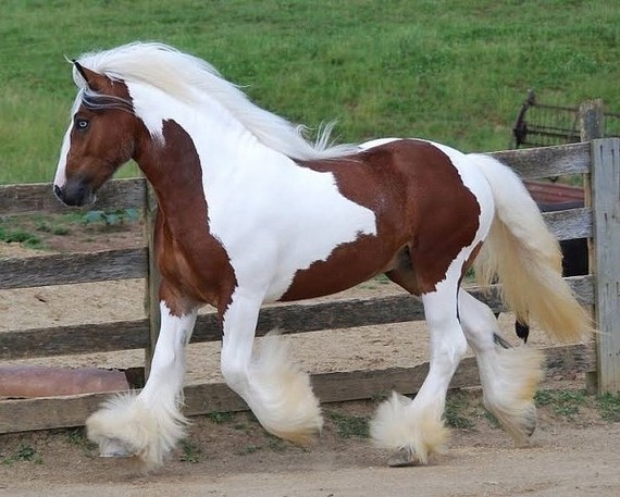 Handsome man - Horses, Piebald, beauty, Photo