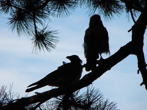 We quarreled. - My, Photo, Birds, Argument, Who's guilty