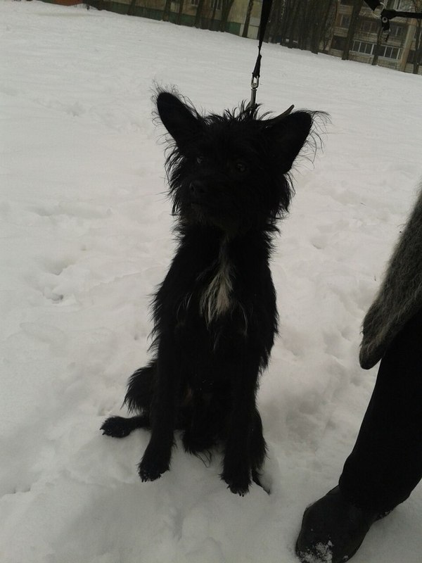 Found dog - My, Minsk, Found a dog, Animals, In good hands, Overexposure, Help, Foundling, raise, Longpost